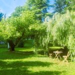 JT2 saule chaise annexe m